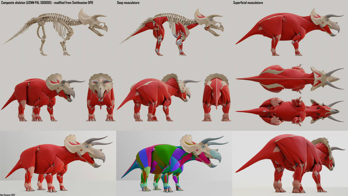 Hatcher the Triceratops - 3D Muscle Dissection