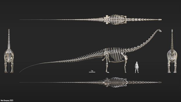 Diplodocus 3D skeleton