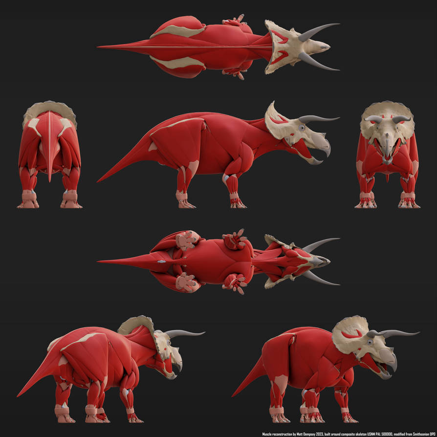 Triceratops Muscle Reconstruction (Revised) by Sketchy-raptor on DeviantArt