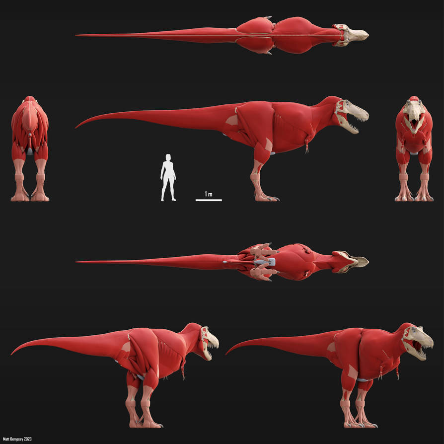 Tyrannosaurus rex Muscle Reconstruction by Sketchy-raptor on DeviantArt
