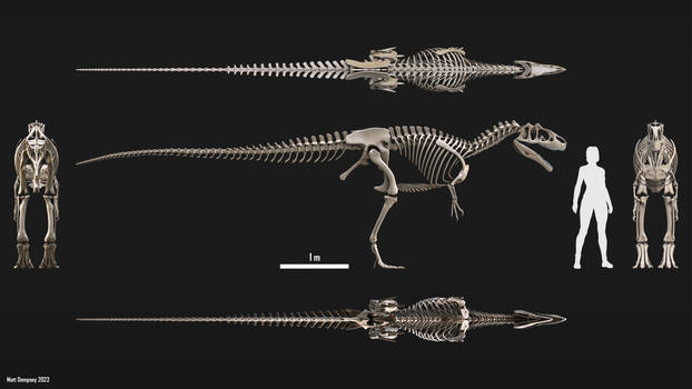 Allosaurus 3D skeleton