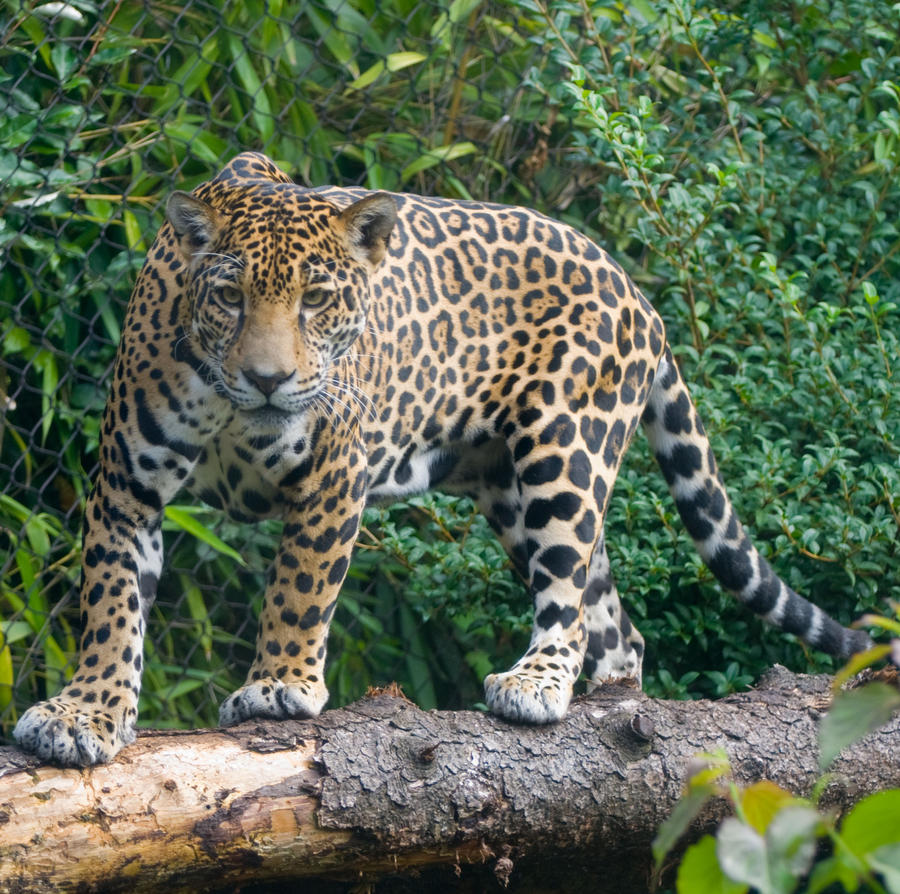 jaguar 3
