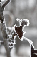 Frosted leaf