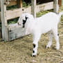 Goats 4