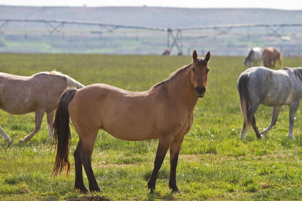 Horse Stock