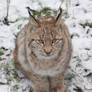 Lynx