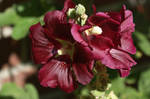 hollyhock by jedediah667