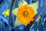 Daffodil by psimpson1