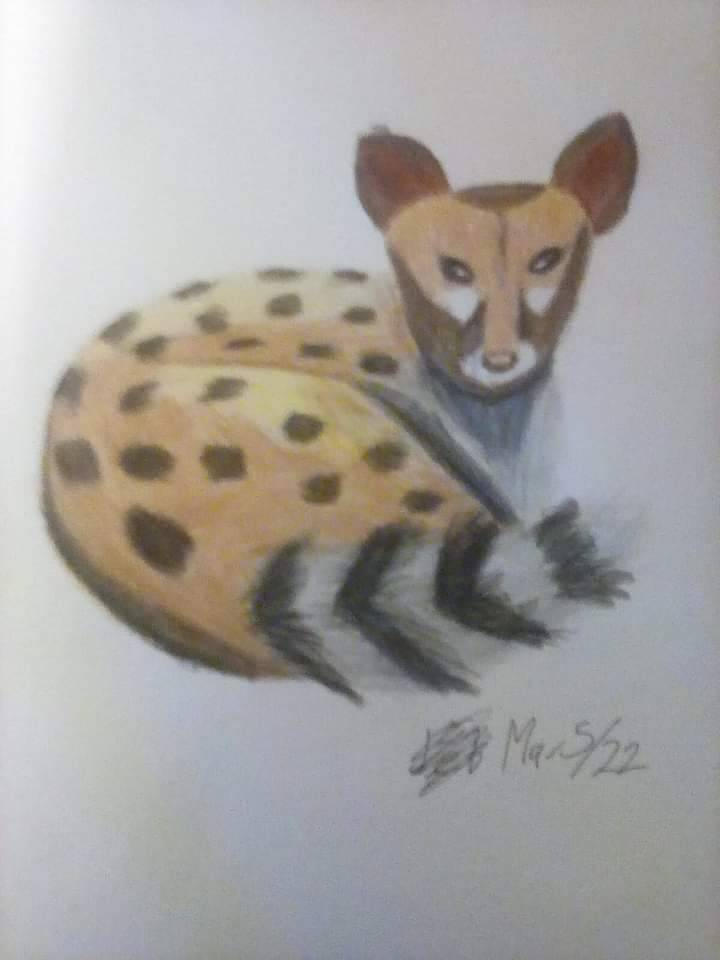 Spotted genet by cheemogirl93 on DeviantArt