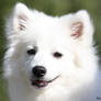 Japanese Spitz 1