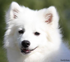 Japanese Spitz 1