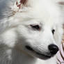 Japanese Spitz 2