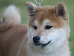 Shiba Inu I by NoirRomance