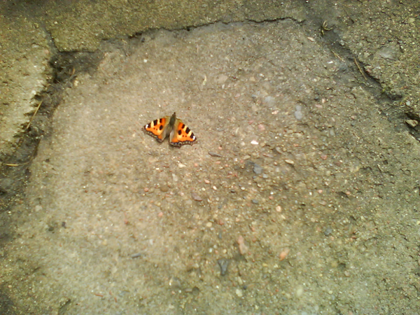 Spring: butterfly