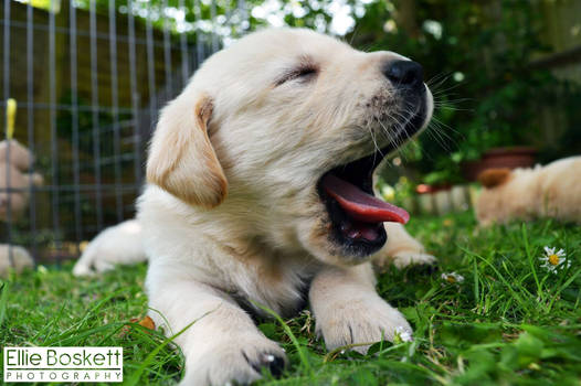 Pilot, the future Guide Dog.