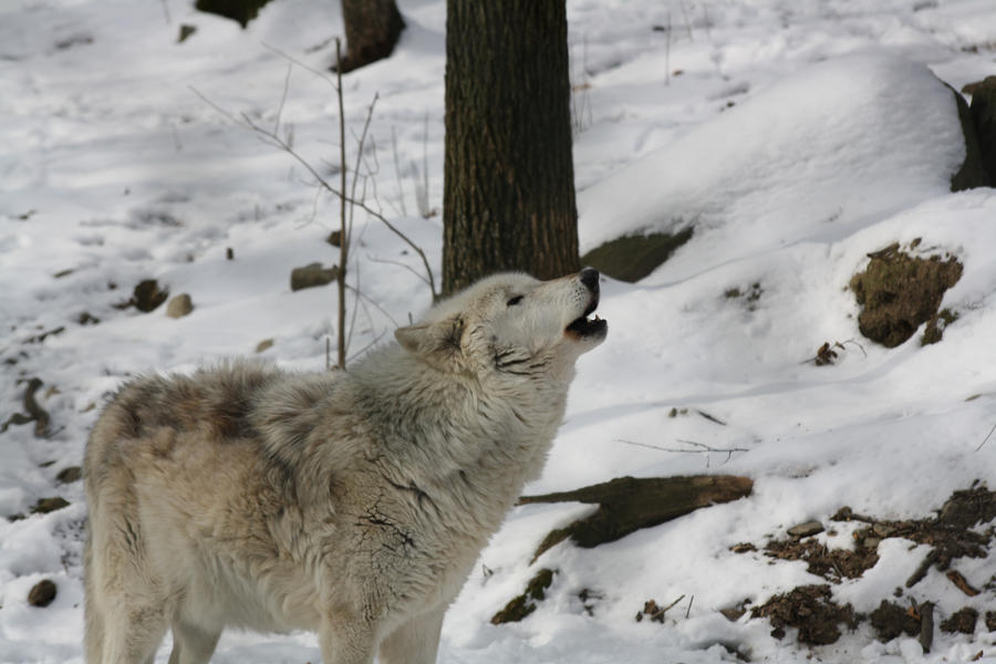 Zi Howling Howling by tinav676 on DeviantArt