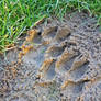 Animal footprint