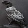 Paper Sculpture :The Crow
