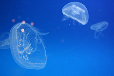 jellyfish