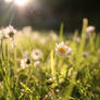 daisies