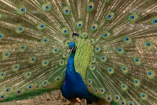 peacock