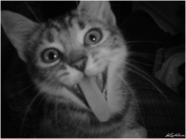 Le Chat Qui Tire La Langue By Kahlane On Deviantart Le Chat Qui Tire La Langue By Kahlane On Deviantart