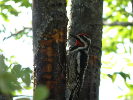 Sapsucker