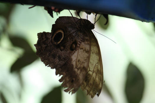 Owl Butterfly