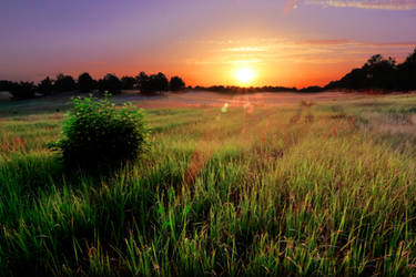 Sunset in the grass field