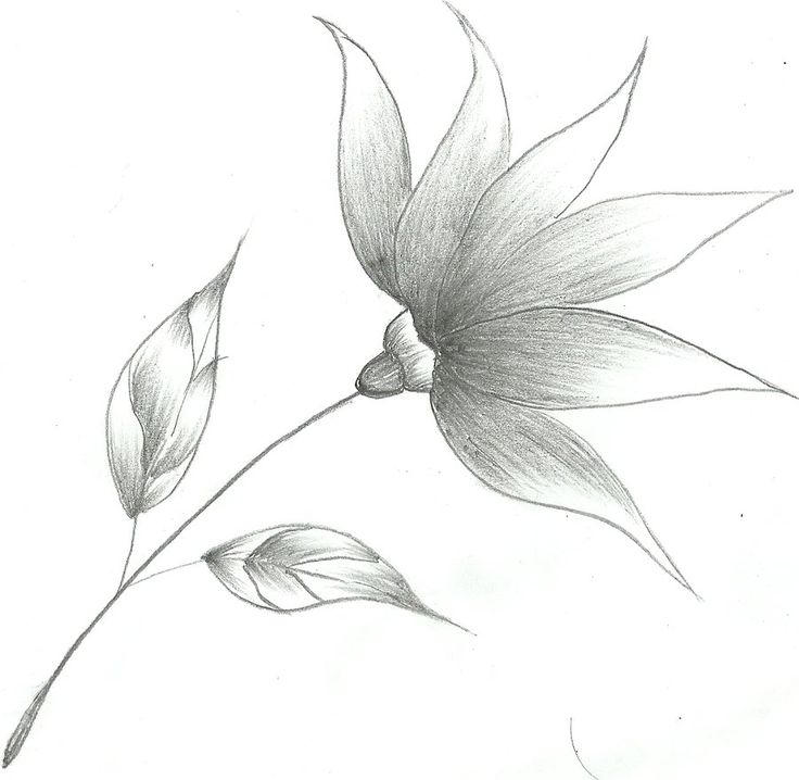 Рисунок цветов простым карандашом. Цветы карандашом. Рисунки цветов карандашом. Цветок карандашом легкий. Карандашные зарисовки цветов.