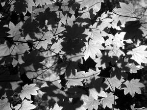 Light Through The Leaves