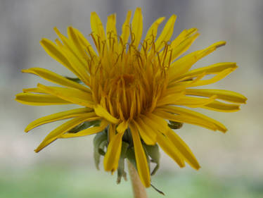 Dandelion!