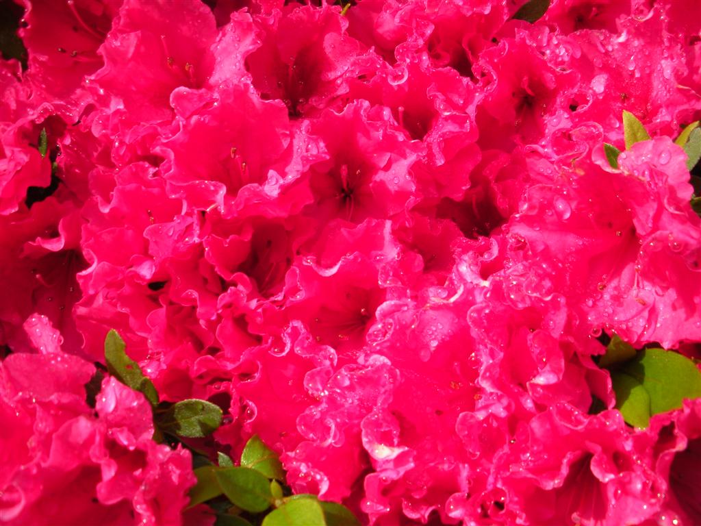 aZaleas