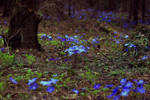 forest glade with Hepatica by LordBurevestnik