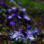 Hepatica 2