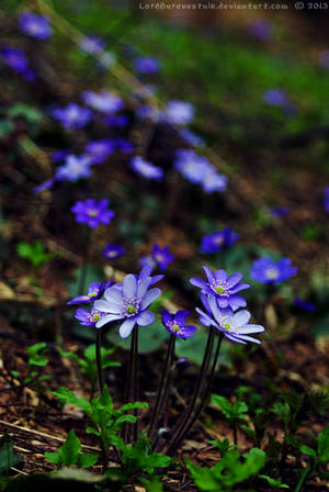 Hepatica 2 by LordBurevestnik