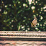 Bluethroat 2