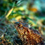 bufo bufo