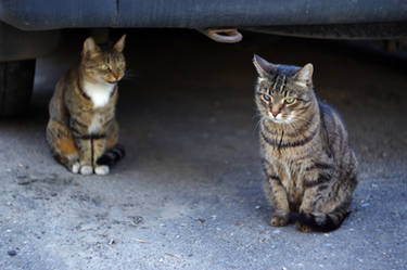 Two street cats old and young