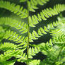 Dryopteris filix-mas or male fern in pine fores