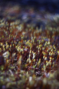 Moss common haircap in pinr forest