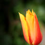 Tulip