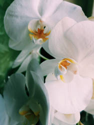 Orchids