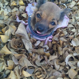 Tuzita in a Leaf