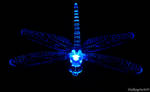 Sparkling dragonfly by WalkingOnAir18