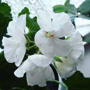 White Geranium