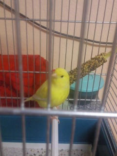 Again my birdie