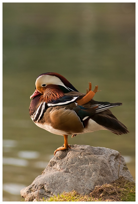 Mandarin Duck 1