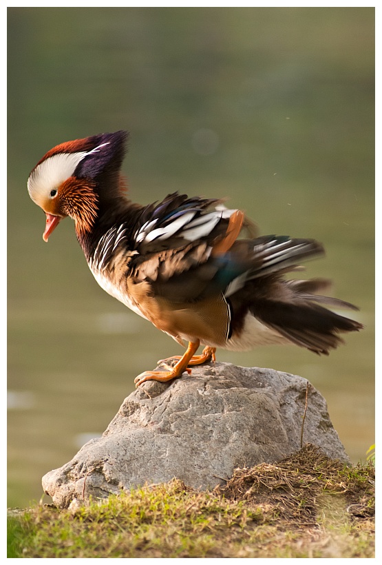 Mandarin Duck 2