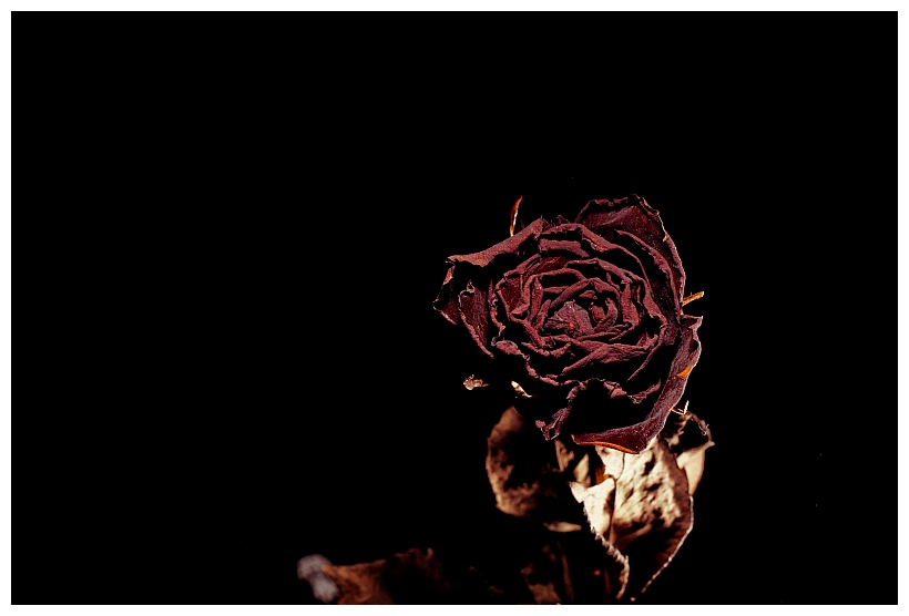 Decaying rose 2 by Rapier1 on DeviantArt